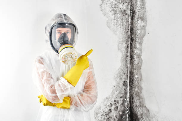 Best Asbestos and Lead Testing During Mold Inspection  in Kenmore, NY