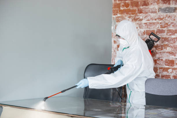 Best Basement Mold Removal  in Kenmore, NY